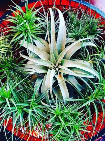 air-plant-non-toxic-tillandsia