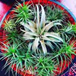 air-plant-non-toxic-tillandsia-featured