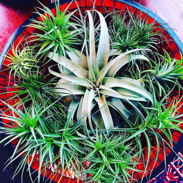 30 Nontoxic Houseplants for Cats & Dogs (with pictures)