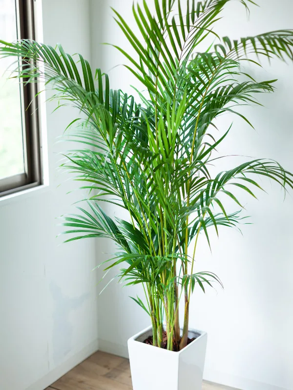 areca-palm-non-toxic-plant