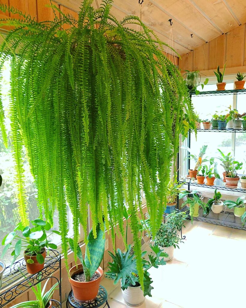 boston-fern-non-toxic-plant
