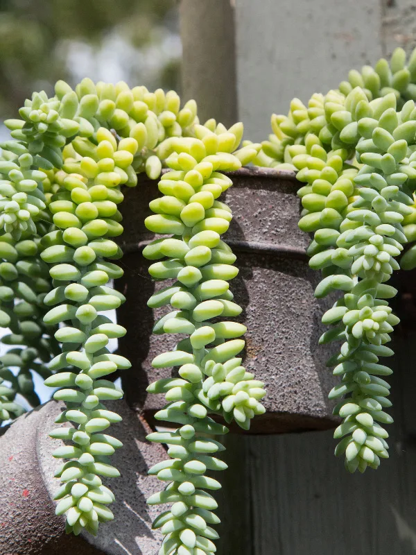 burros-tail-non-toxic-plant