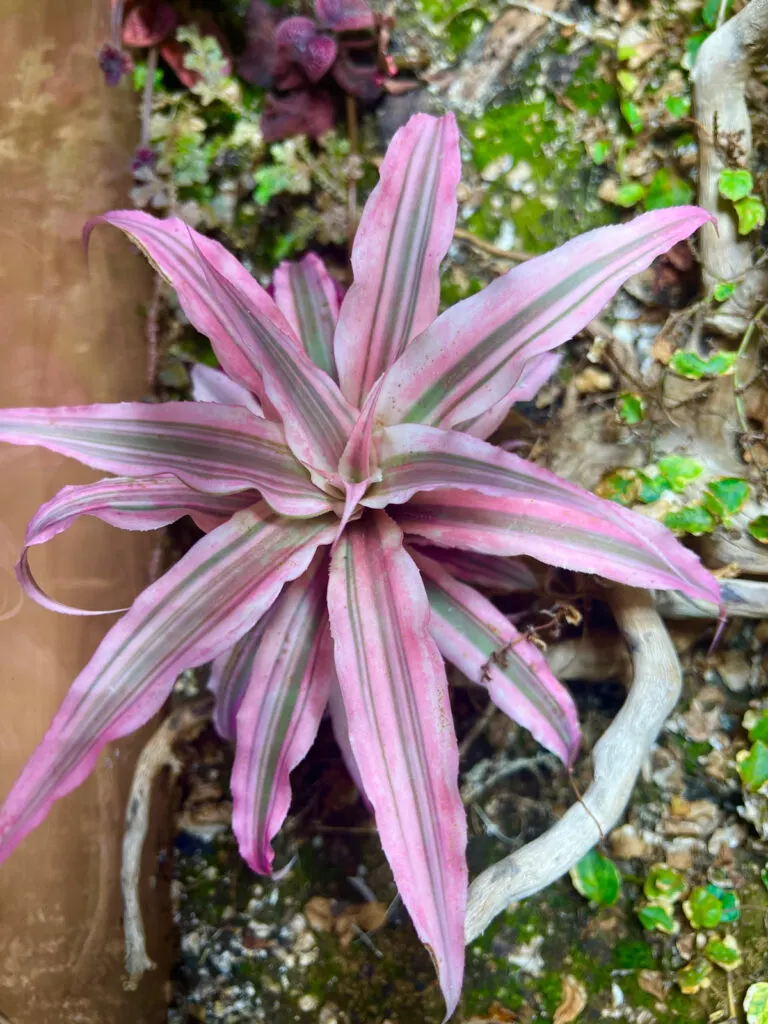 earth-star-non-toxic-plant