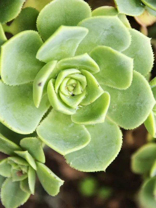 echeveria-elegans-non-toxic-plant