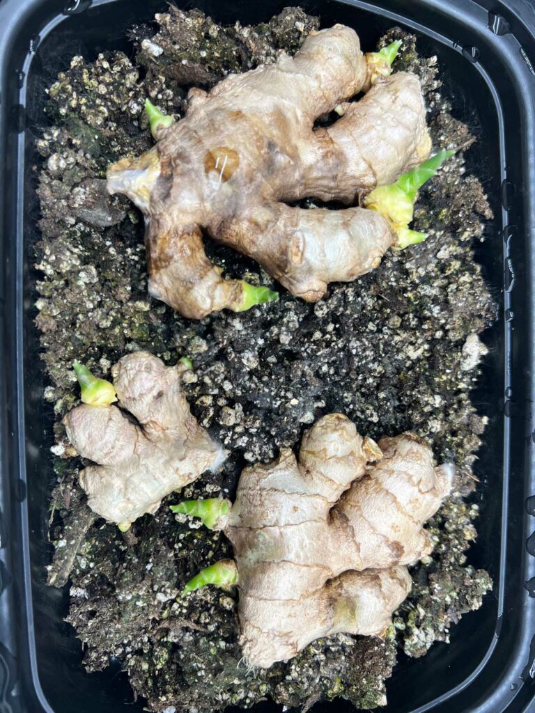 starting-ginger-indoors