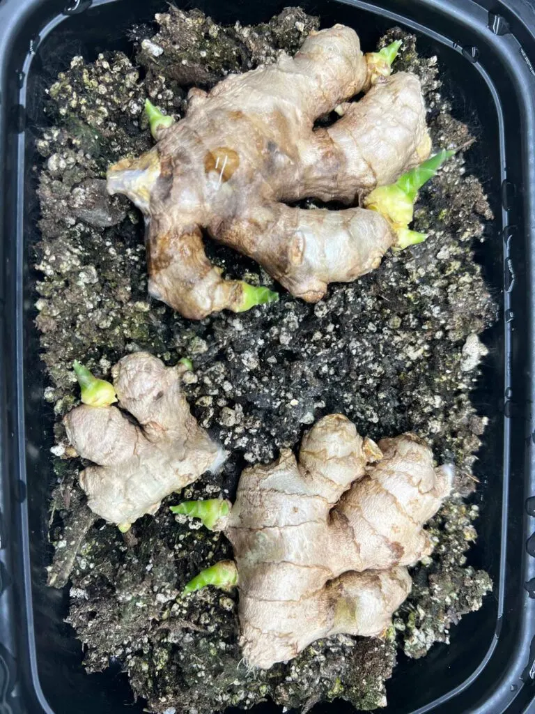 starting-ginger-indoors