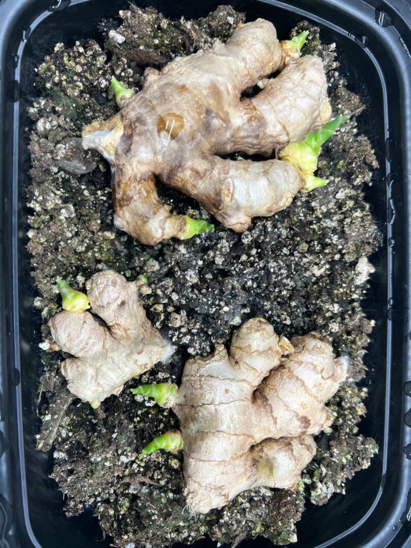 How to Grow, Harvest, Preserve Ginger Indoors 4 Easy Steps