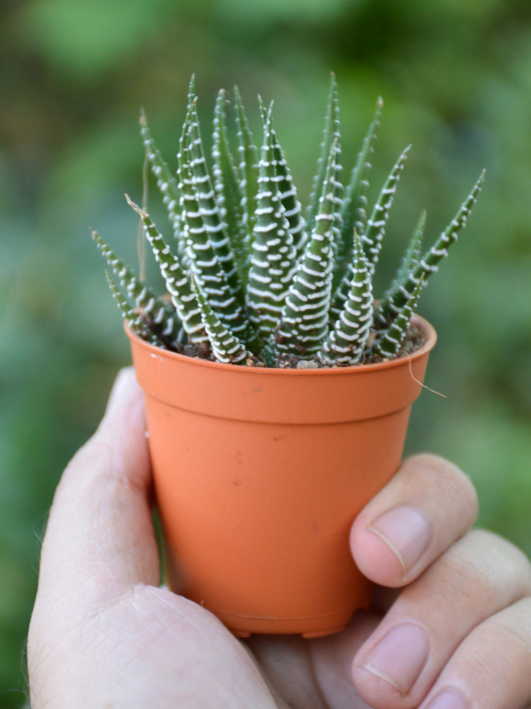 haworthia-fasciata-zebra-non-toxic