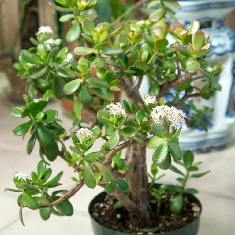 How to Make A Jade Plant Bushy: 1 EASY Way (with Photos)