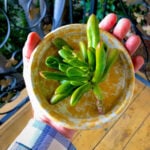 How to Propagate Jade Plants From Stem Cuttings - 1 Easy Way jade-featured