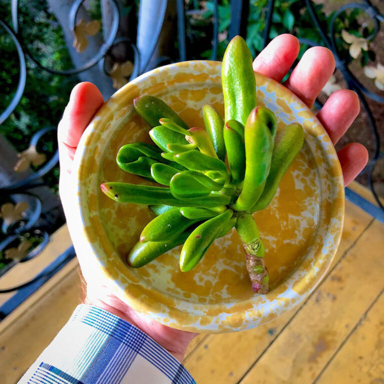 How to Propagate Jade Plants From Stem Cuttings - 1 Easy Way