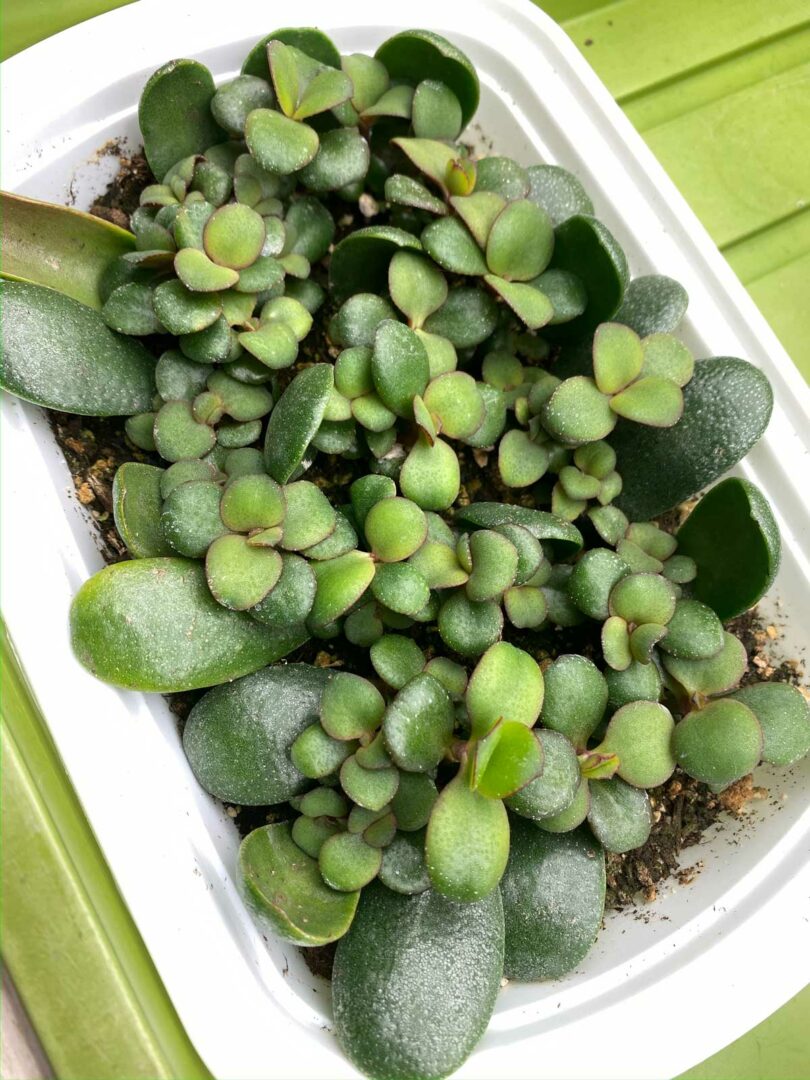 How to Propagate Jade Plants From Stem Cuttings 1 Easy Way