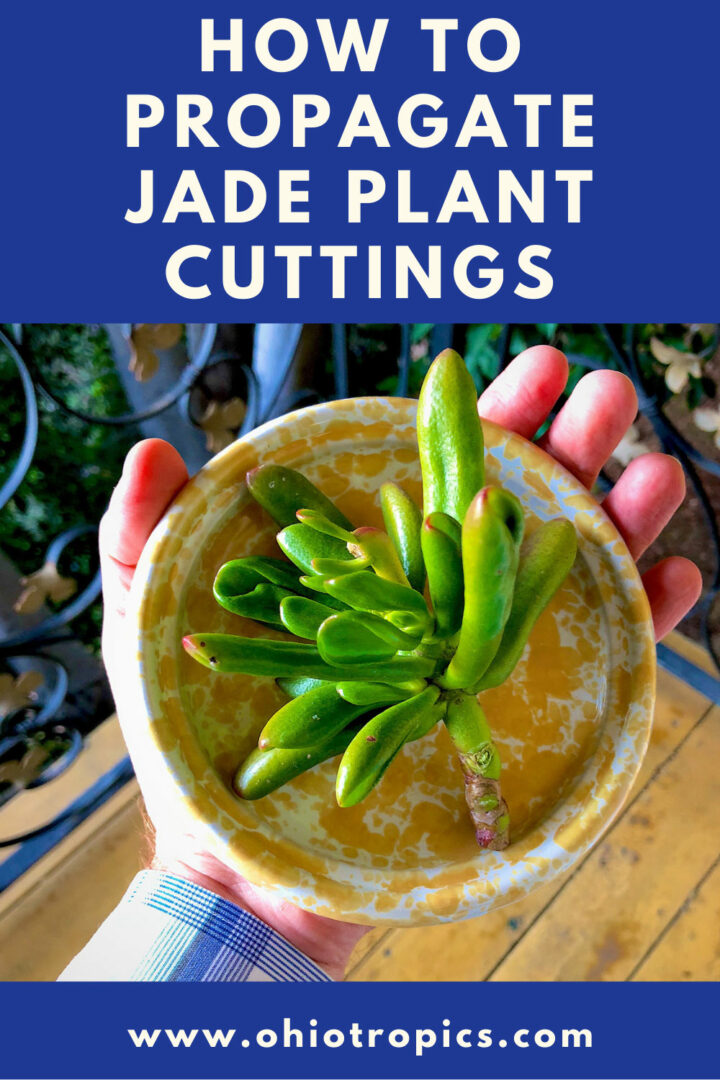 How to Propagate Jade Plants From Stem Cuttings 1 Easy Way