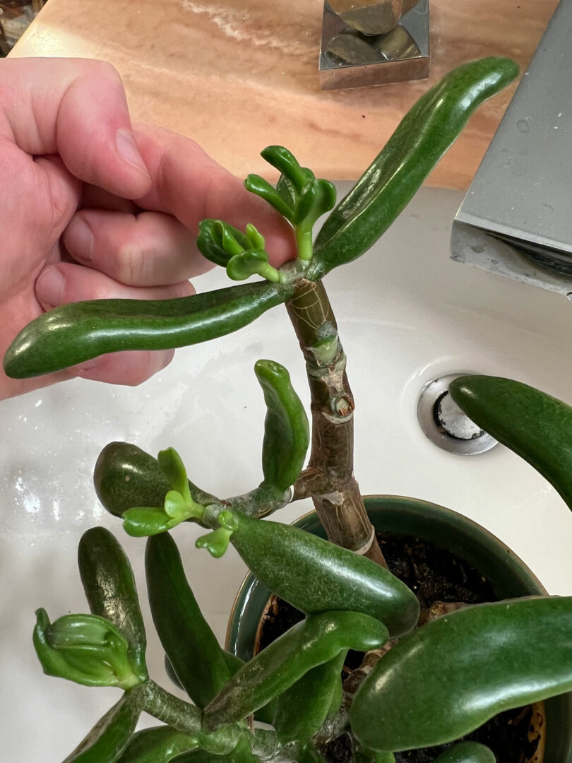 How to Make A Jade Plant Bushy 1 EASY Way (with Photos)