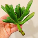 How to Propagate Jade Plants From Stem Cuttings - 1 Easy Way jade-pruning-bushy