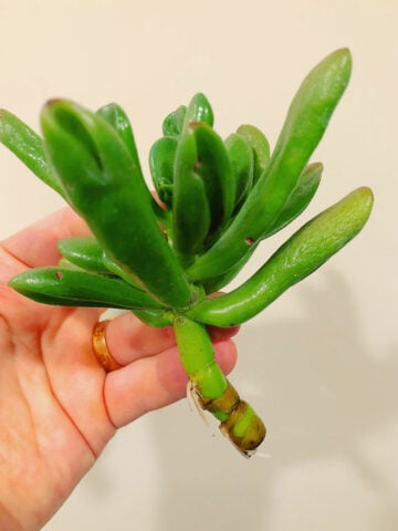 jade-pruning-bushy