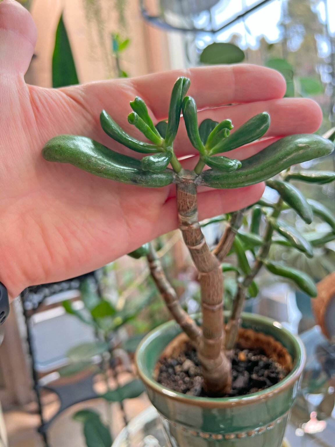 How to Make A Jade Plant Bushy 1 EASY Way (with Photos)