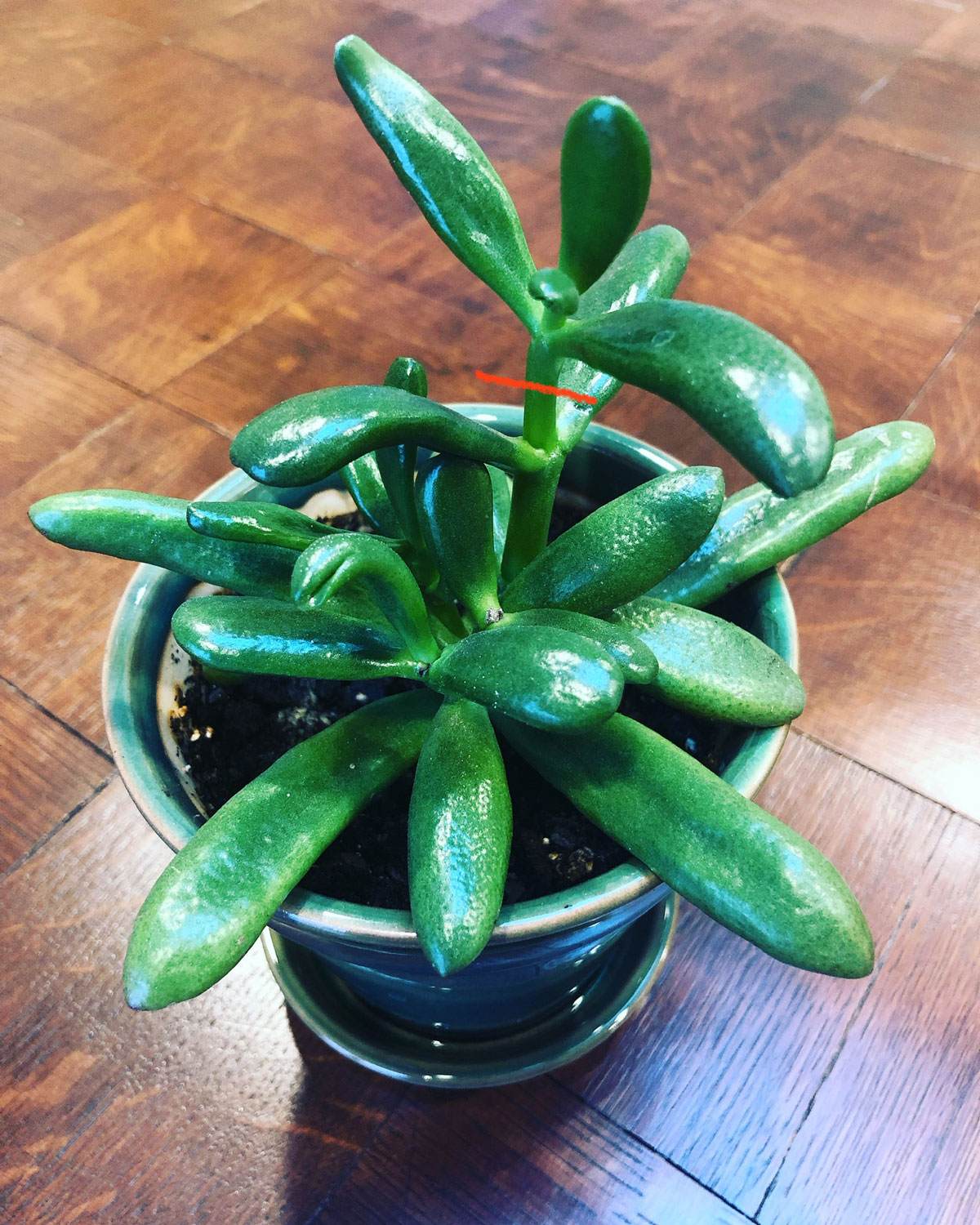 How to Make A Jade Plant Bushy: 1 EASY Way (with Photos)