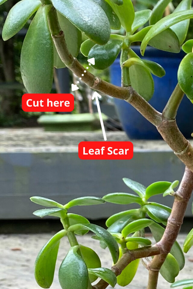 How to Make A Jade Plant Bushy 1 EASY Way (with Photos)