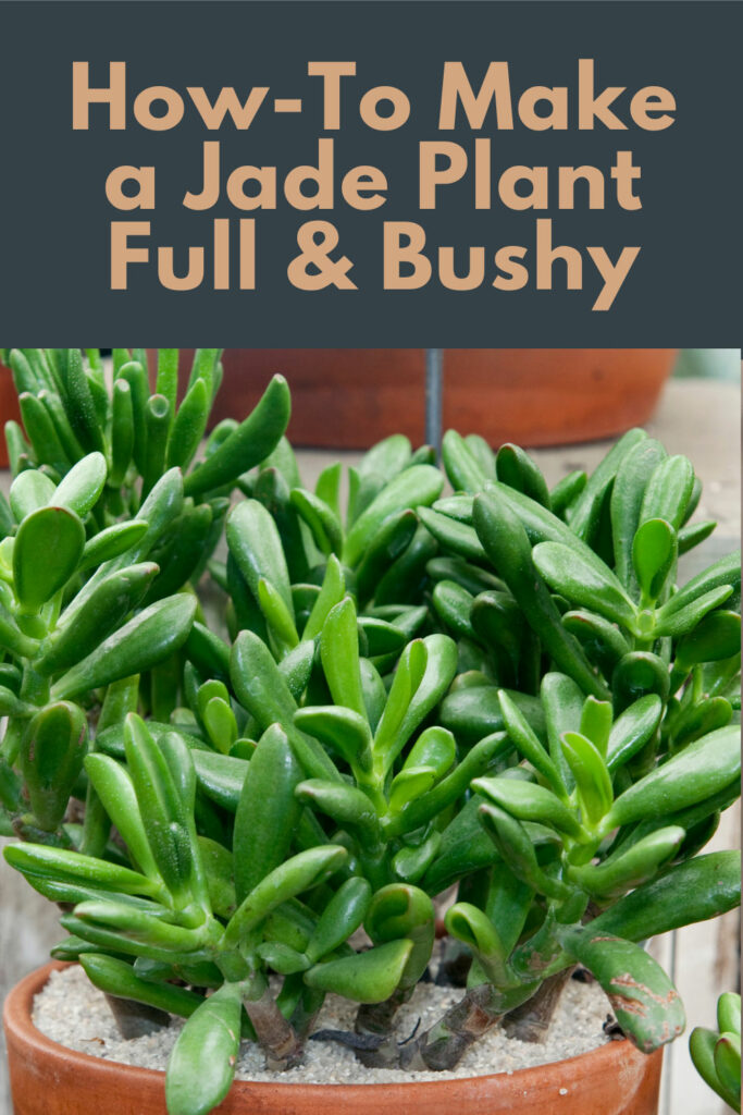 making-jade-plant-bushy