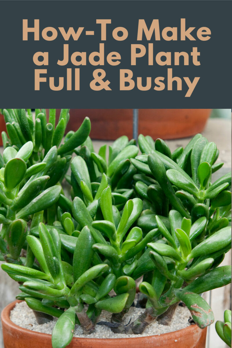 How to Make A Jade Plant Bushy 1 EASY Way (with Photos)