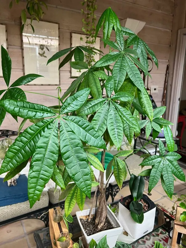 money-tree-non-toxic-plant