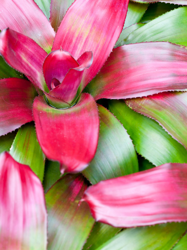 neoregelia-non-toxic-plant