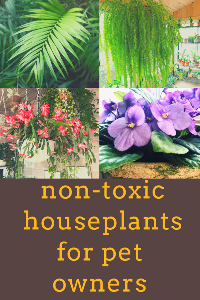 30 Nontoxic Houseplants for Cats & Dogs (with pictures)