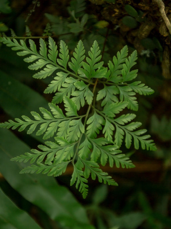 rabbits-foot-fern-non-toxic-plant