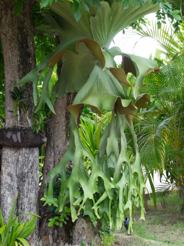 staghorn-fern-non-toxic-plant