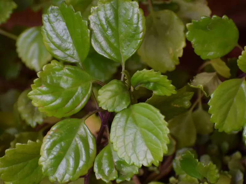swedish-ivy-non-toxic-plant