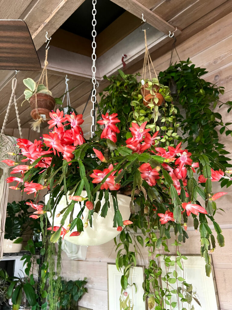 thanksgiving-cactus-non-toxic