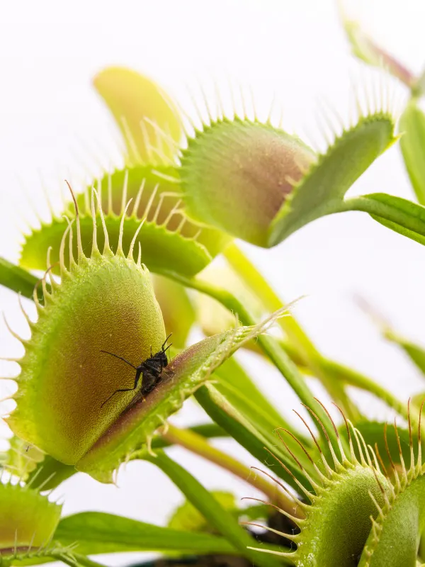 venus-fly-trap-non-toxic-plant