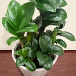 ZZ Zenzi Plant Care: 5+ Top Tips For a Thriving Plant zz-plant-zenzi-care