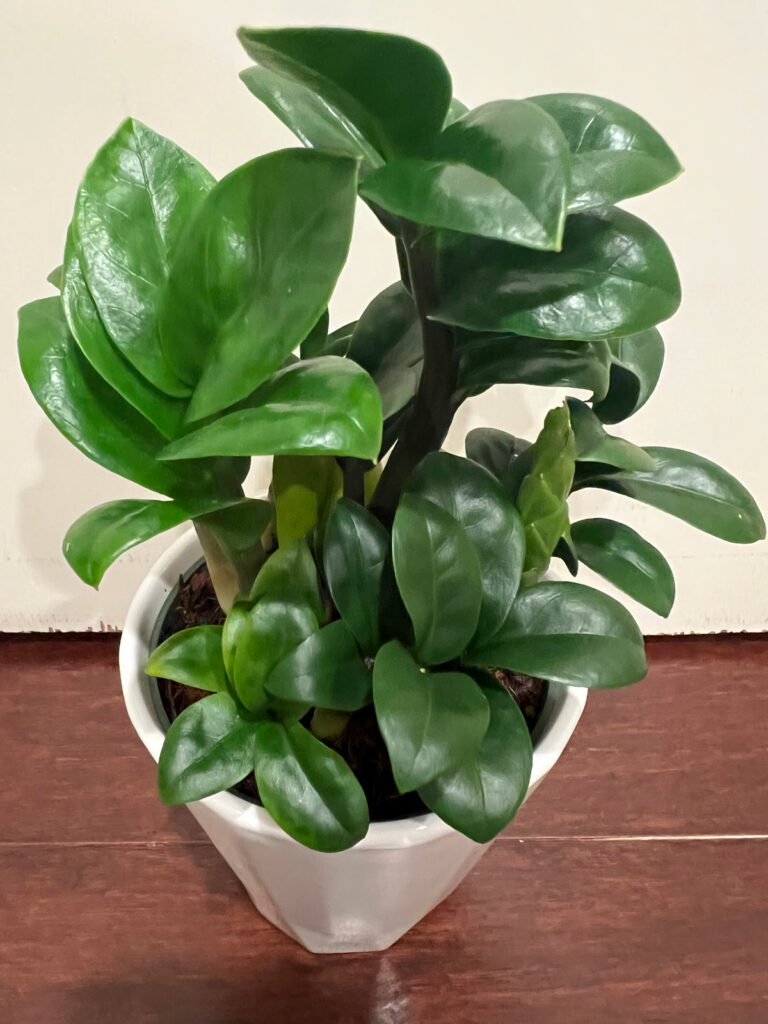 zz-plant-zenzi-care
