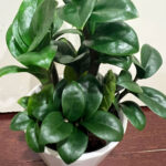 ZZ Zenzi Plant Care: 5+ Top Tips For a Thriving Plant zenzi-featured