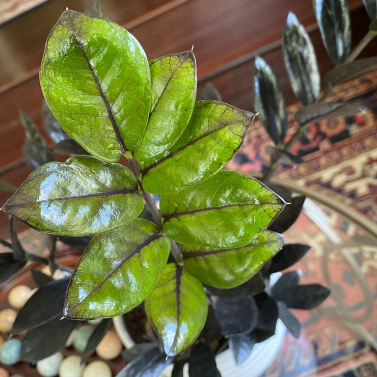 ZZ Plant Varieties: 15 Common, Rare and Variegated Types