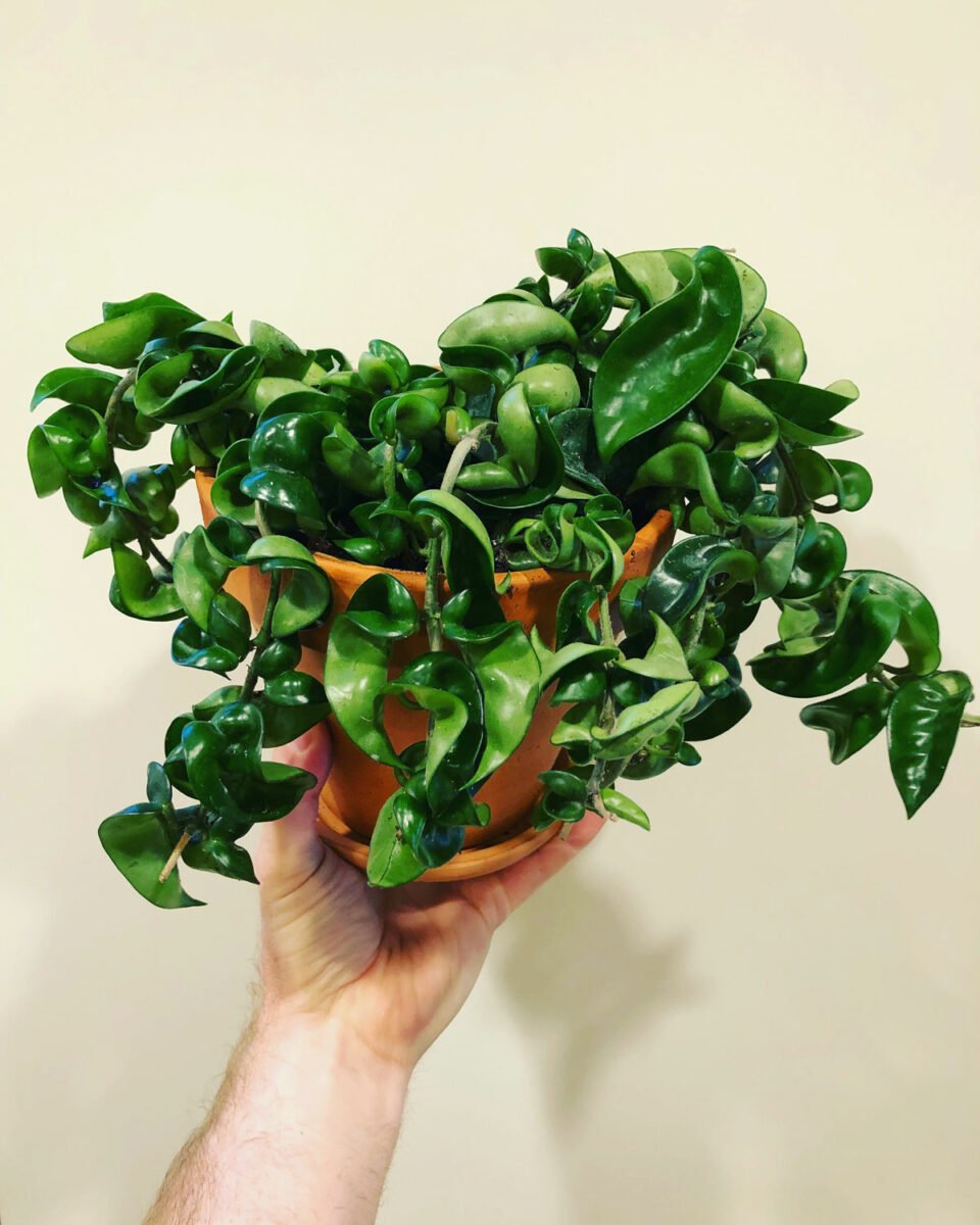 Hoya Compacta 7 Great Growing Tips for Hindu Rope Plant