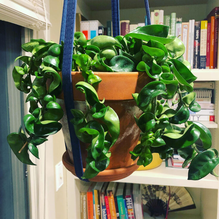 Hoya Compacta 7 Great Growing Tips for Hindu Rope Plant