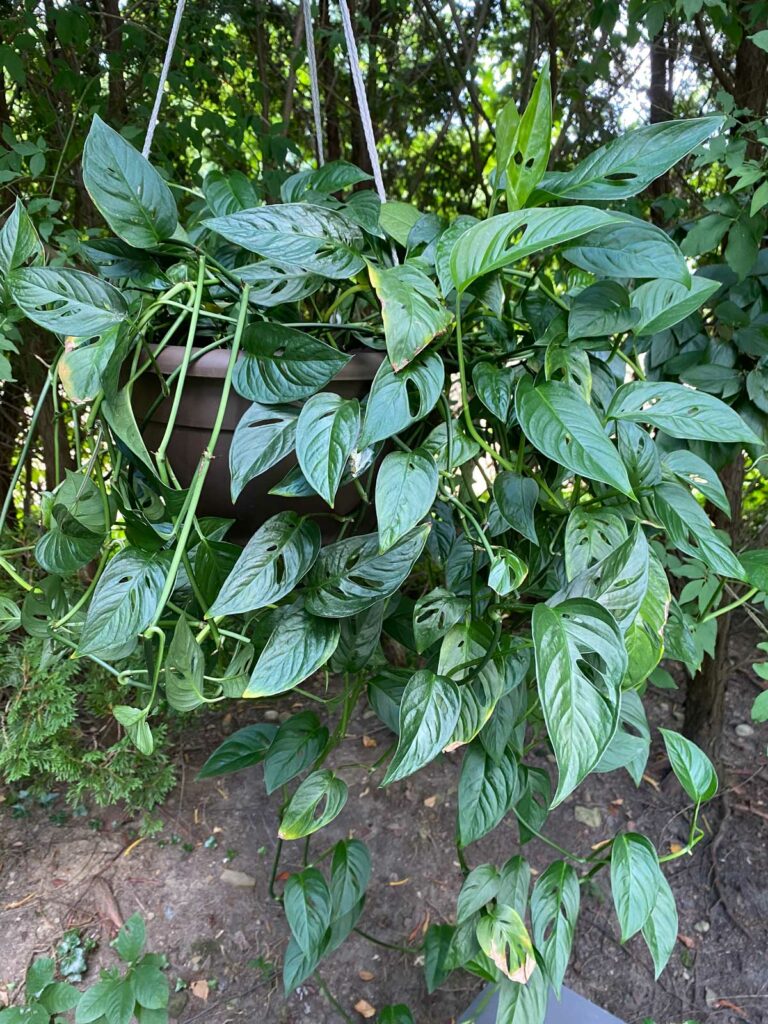 monstera-adansonii-outside