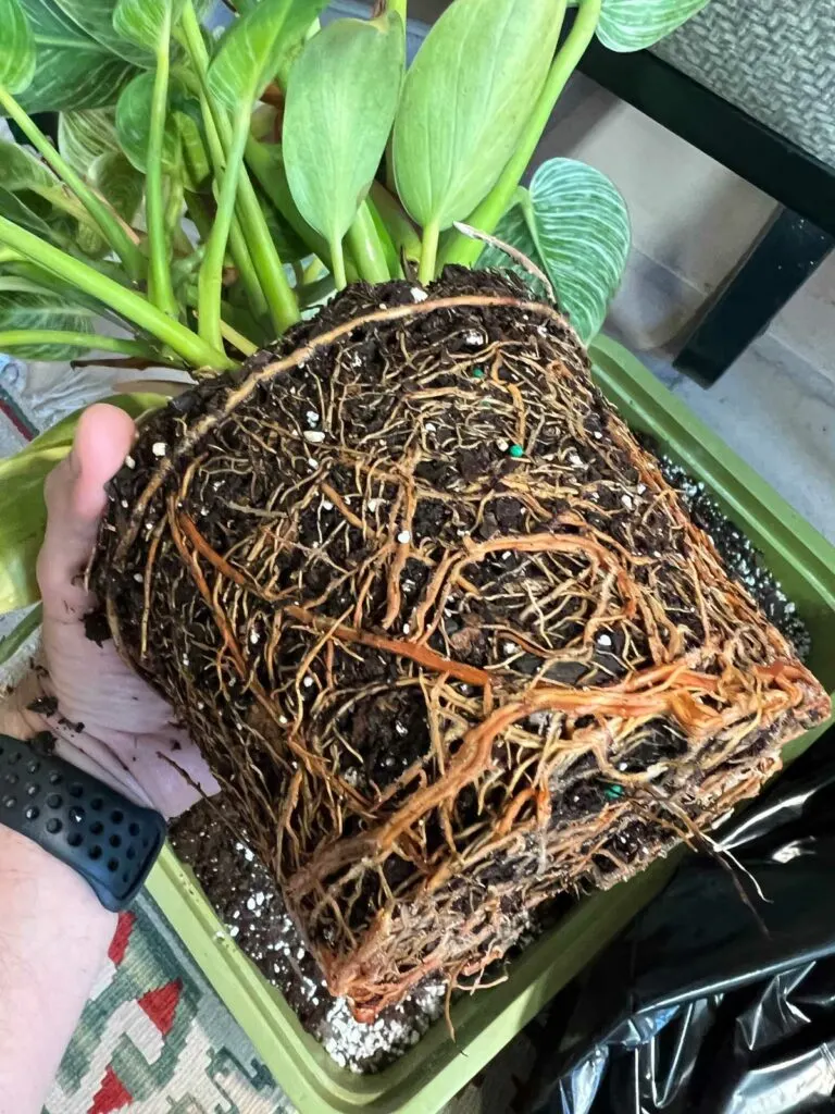 repotting-philodendron-birkin