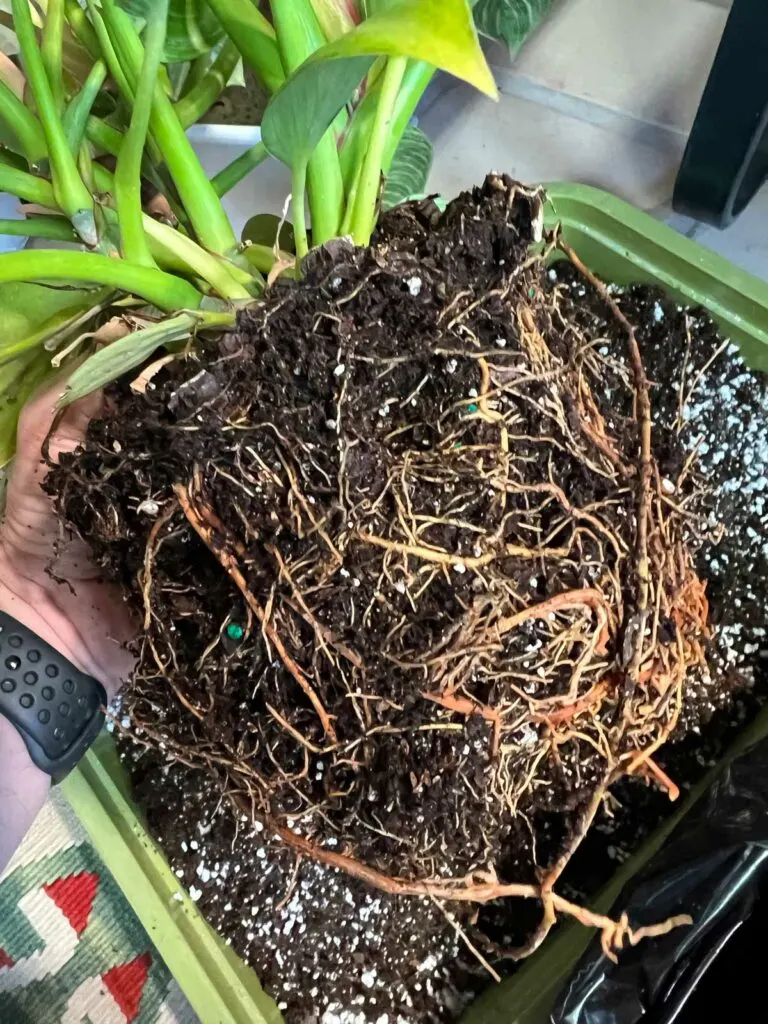 repotting-philodendron-birkin