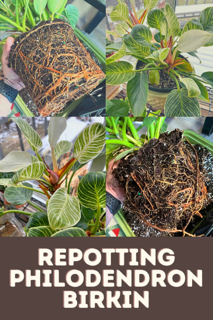 repotting-philodendron-birkin