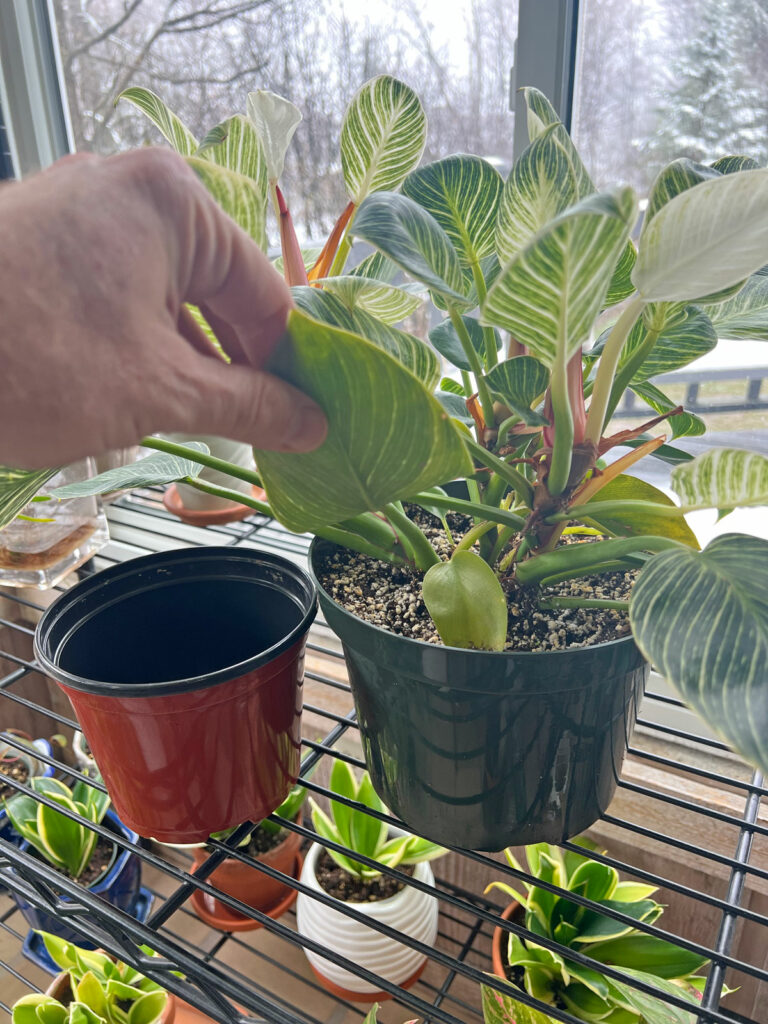 repotting-philodendron-birkin