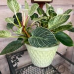 Repotting Philodendron Birkin: 3 Easy Steps (with photos) philodendron-birkin-pot