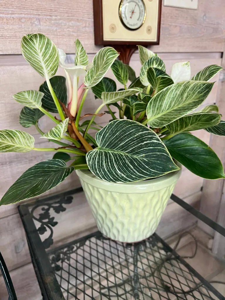 philodendron-birkin-pot