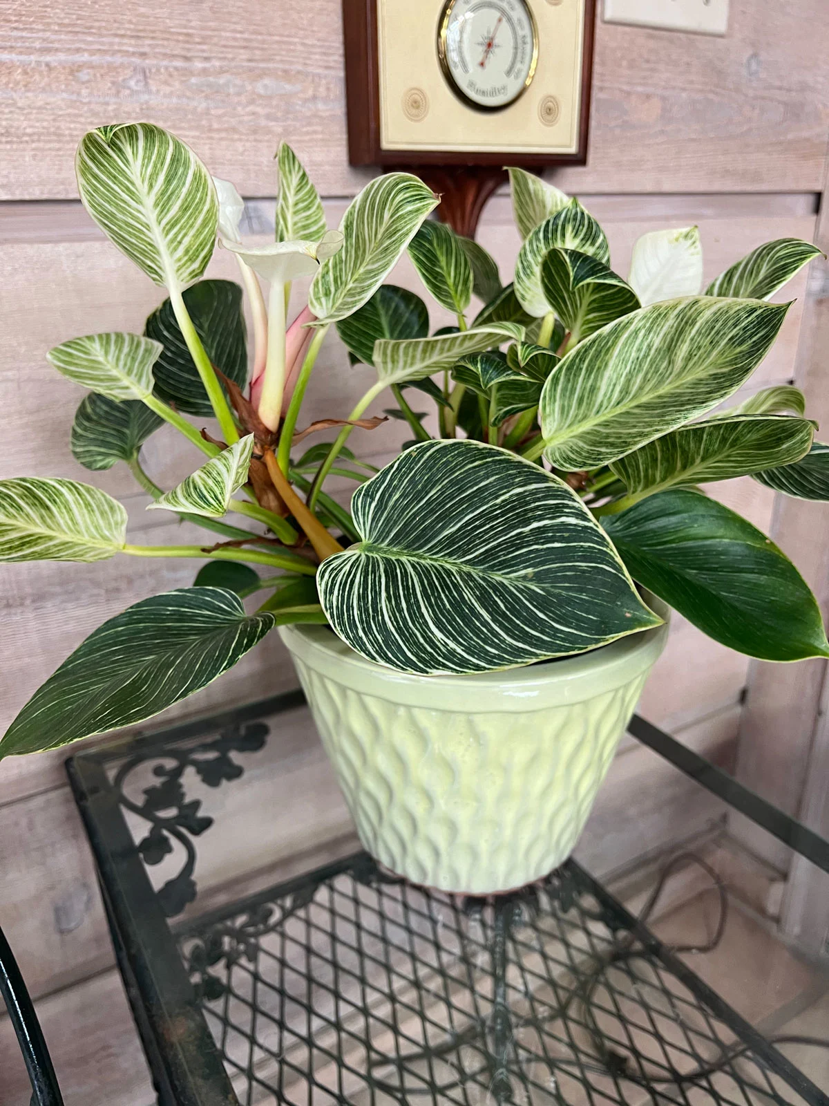 philodendron-birkin-pot