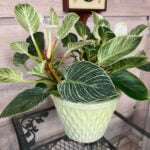 philodendron-birkin-featured
