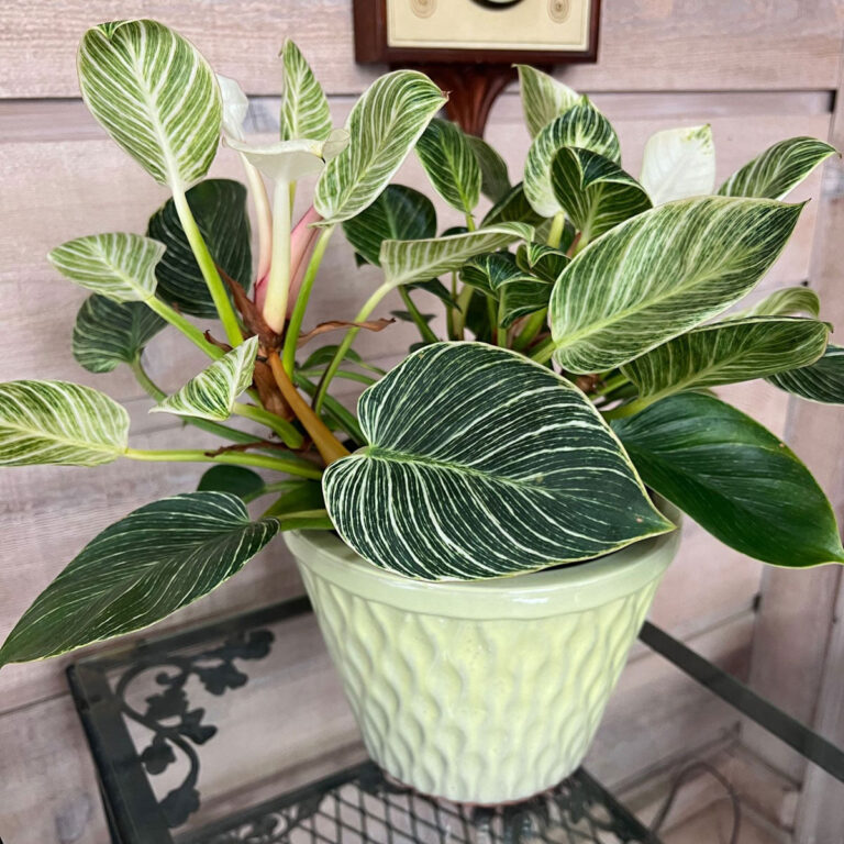 Repotting Philodendron Birkin:  3 Easy Steps (with photos)