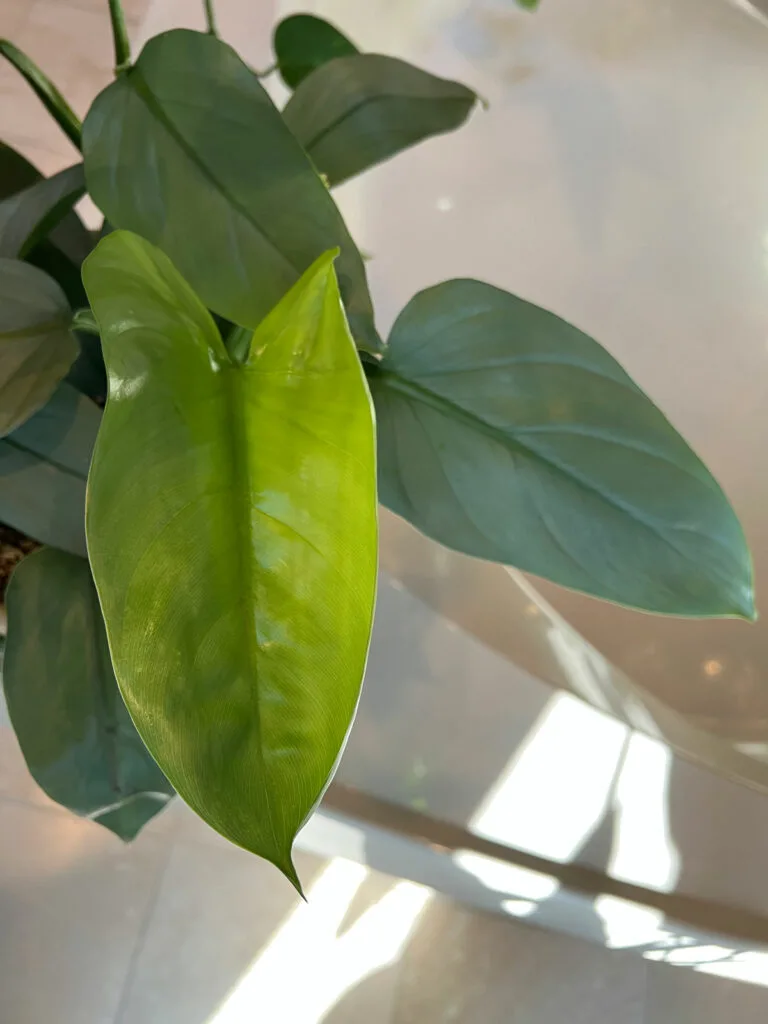 philodendron-silver-sword-care